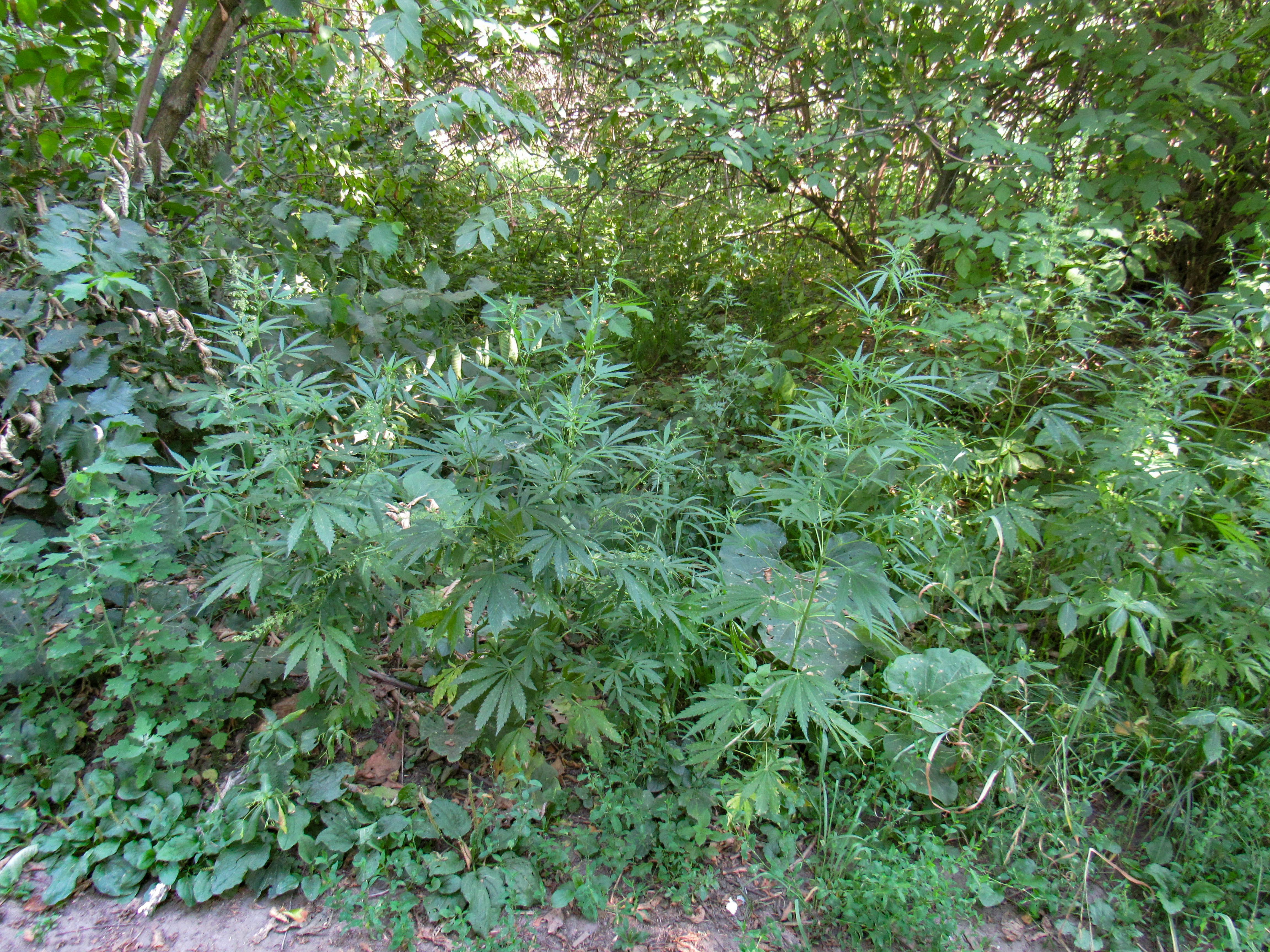 Wild cannabis growing naturally in Baum Grove, Almaty, Kazakhstan.