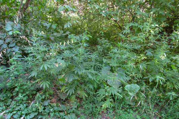 Wild cannabis growing naturally in Baum Grove, Almaty, Kazakhstan.