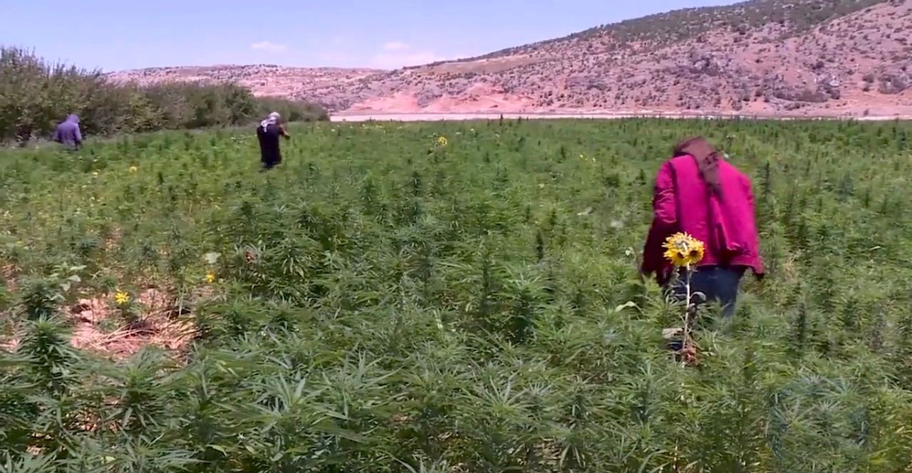Three people walking through a large field of cannabis plants below bare hills
