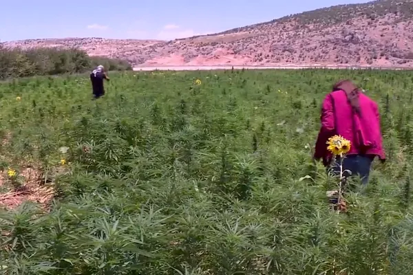 Three people walking through a large field of cannabis plants below bare hills