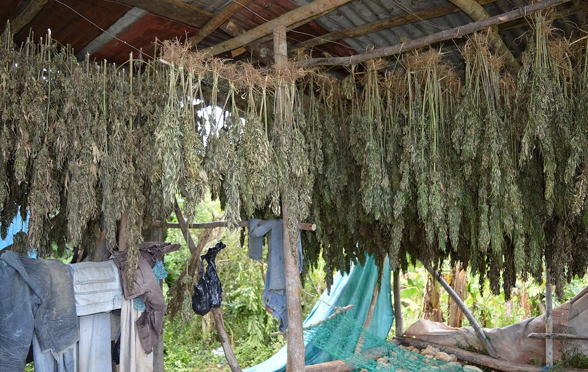 Cannabis plants growing on a farm in Jamaica