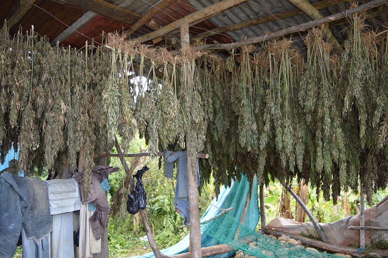 Cannabis plants growing on a farm in Jamaica