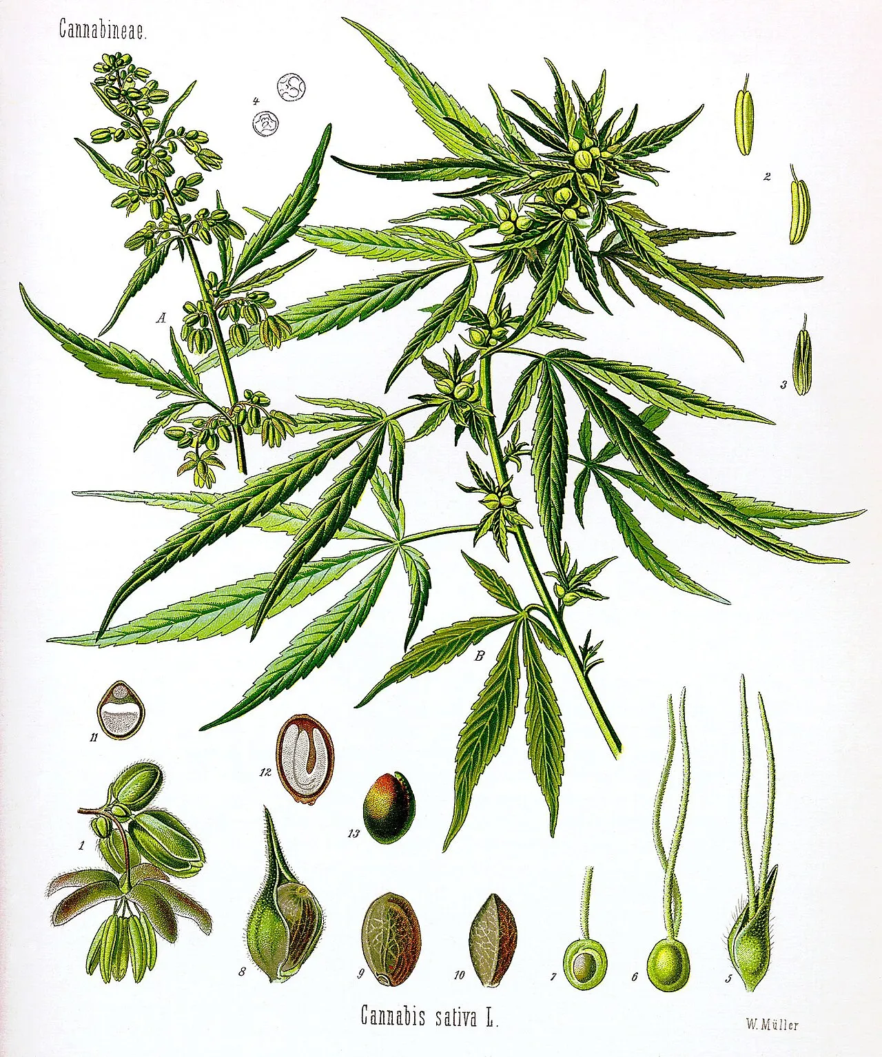 A botanical illustration of a male and a female hemp plant with enlarged details of flowers and seeds
