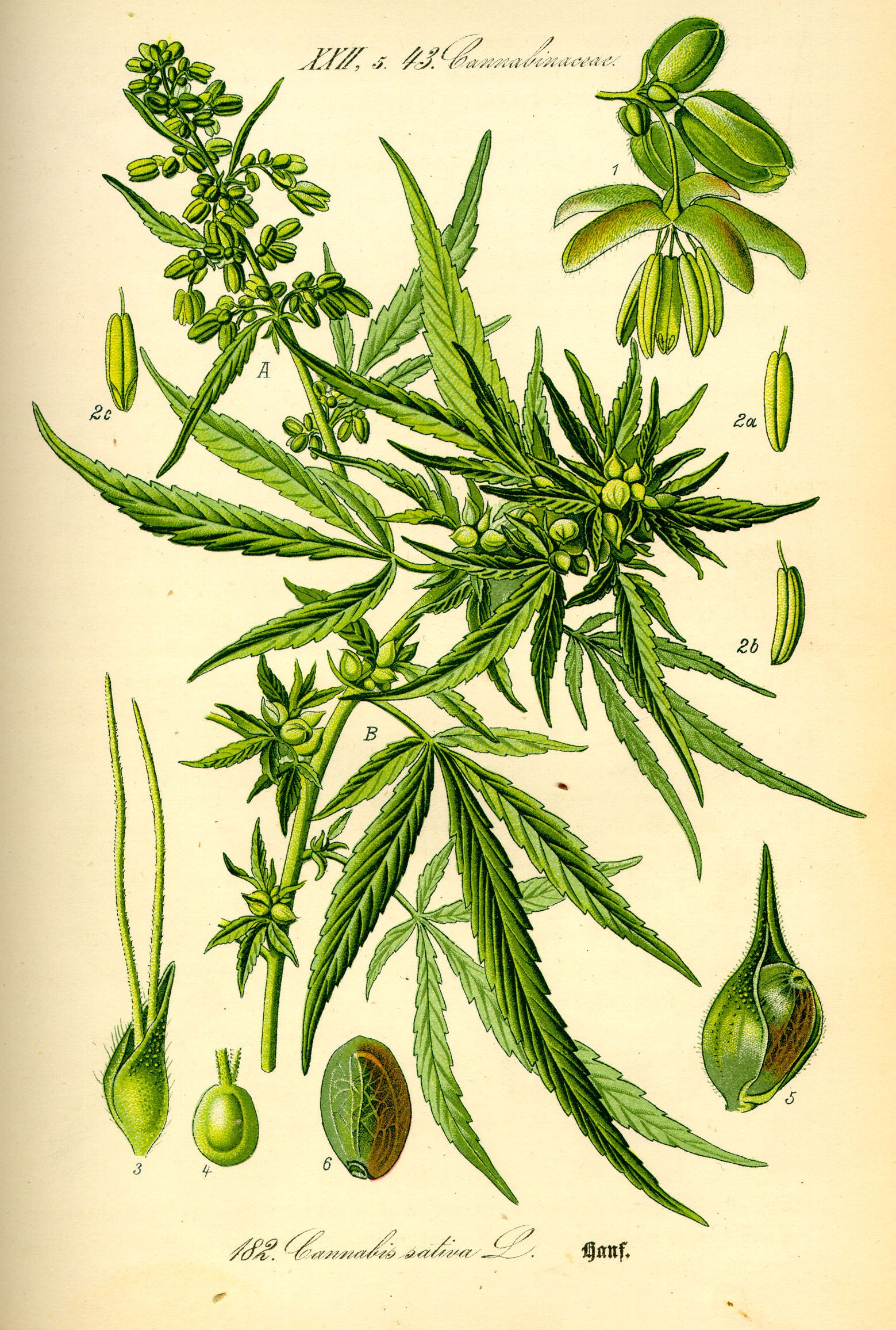 Botanical illustration of hemp with flowering stems and enlarged details of flowers and seeds