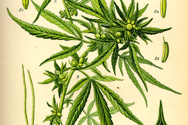 Botanical illustration of hemp with flowering stems and enlarged details of flowers and seeds