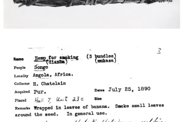 Historical photograph of a leaf-wrapped cannabis bundle above a specimen label reading Hemp for smoking (diamba), Songo, Angola, and July 25, 1890