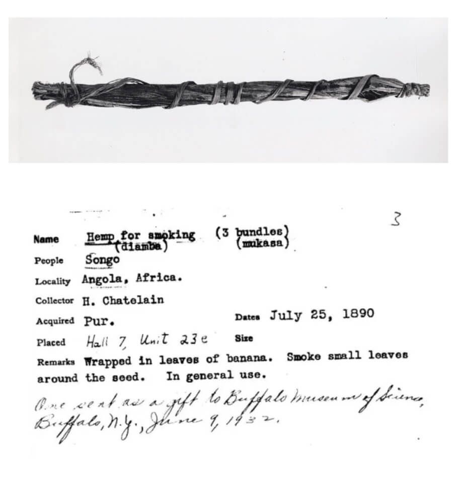 Historical photograph of a leaf-wrapped cannabis bundle above a specimen label reading Hemp for smoking (diamba), Songo, Angola, and July 25, 1890
