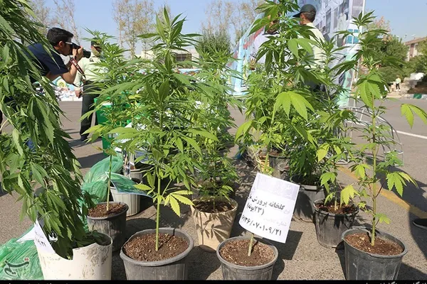 Documentary photograph of cannabis plants growing in individual pots, displayed as police evidence following the discovery of a cultivation operation near Tehran, Iran, in 2019.