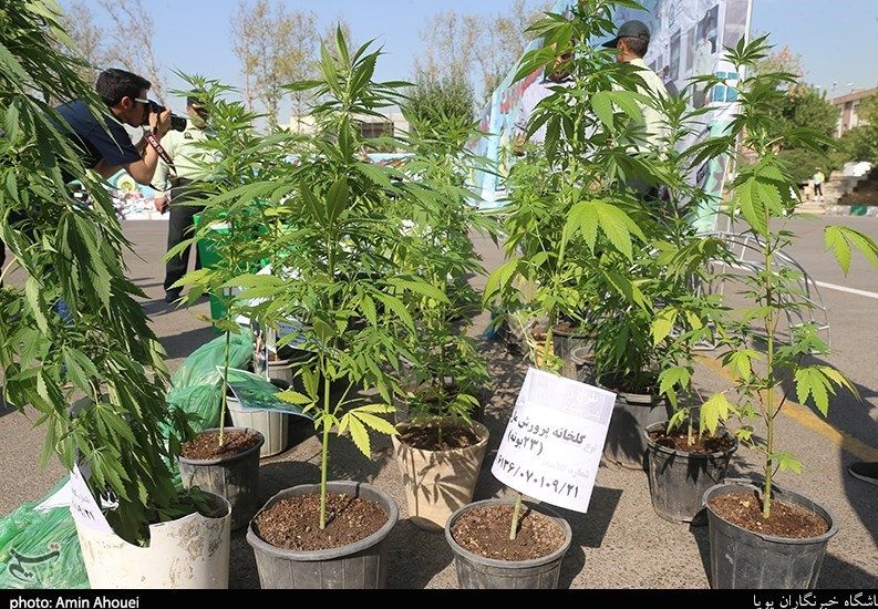 Documentary photograph of cannabis plants growing in individual pots, displayed as police evidence following the discovery of a cultivation operation near Tehran, Iran, in 2019.