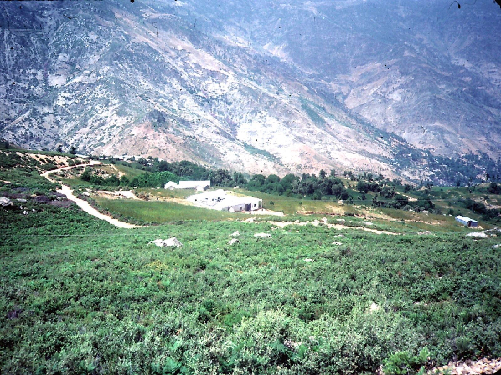 Cannabis fields on terraced hillsides in the Rif mountains