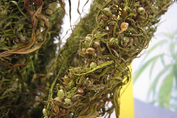 Close view of a dried hemp stalk thick with small round brown seeds