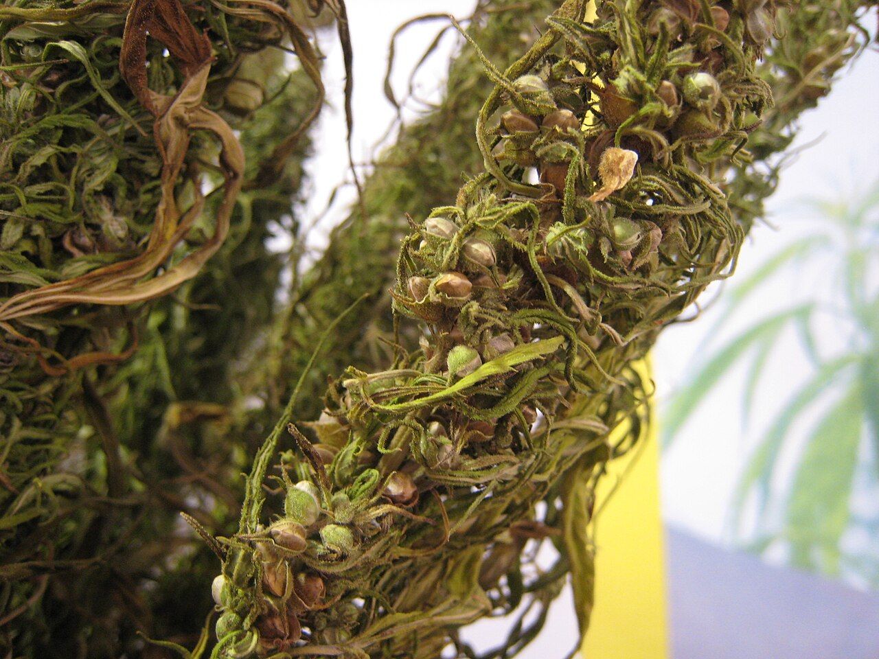 Close view of a dried hemp stalk thick with small round brown seeds