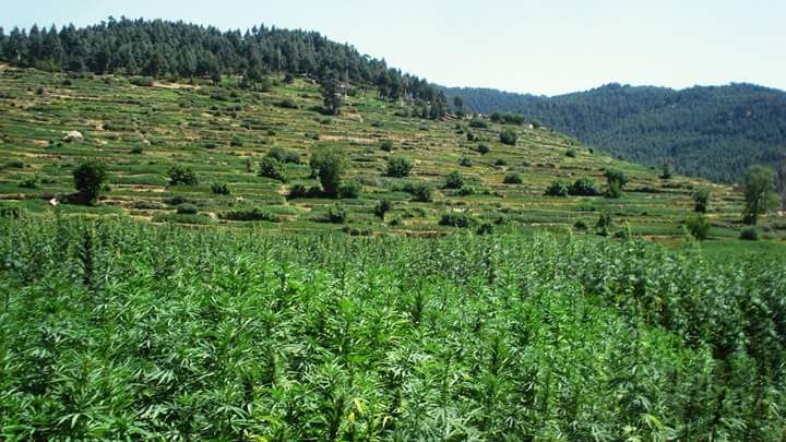 A dense field of tall cannabis plants in the foreground, with terraced green hillsides and pine forest behind.