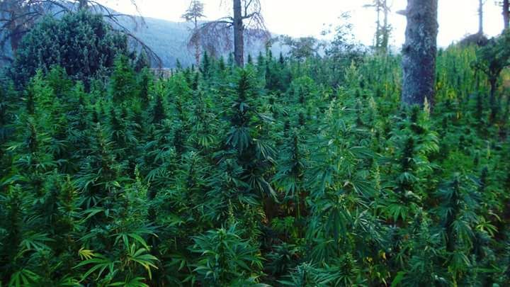 A dense field of tall green cannabis plants among pine trees on a mountainside