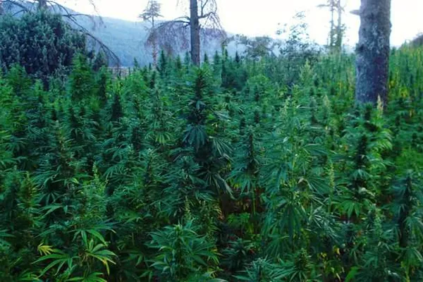 A dense field of tall green cannabis plants among pine trees on a mountainside