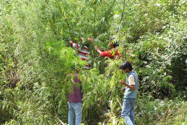 Villagers rubbing cannabis plants between their palms