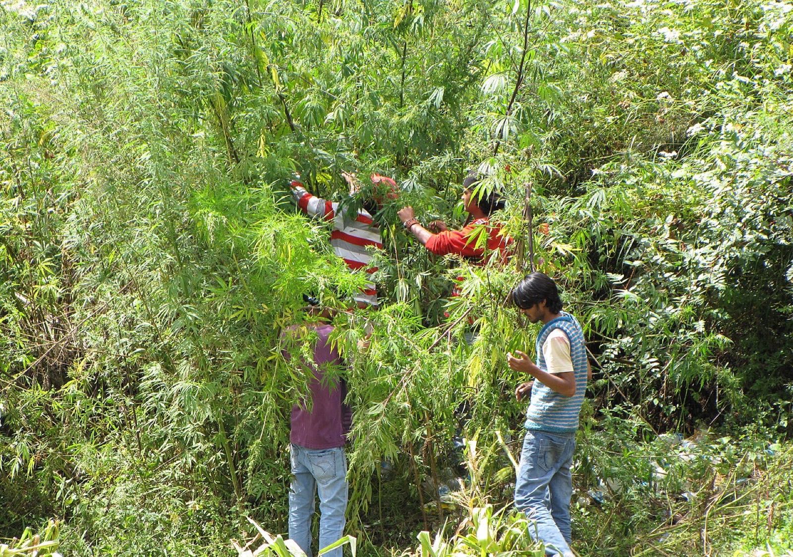 Villagers rubbing cannabis plants between their palms