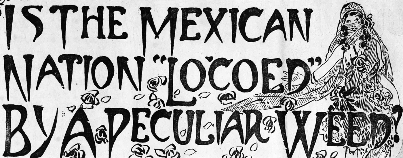 Newspaper headline: Is the Mexican nation locoed by a peculiar weed?