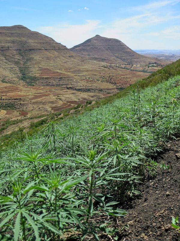 Cannabis plants growing on a steep hillside overlooking the rugged mountains and agricultural valleys of Lesotho.