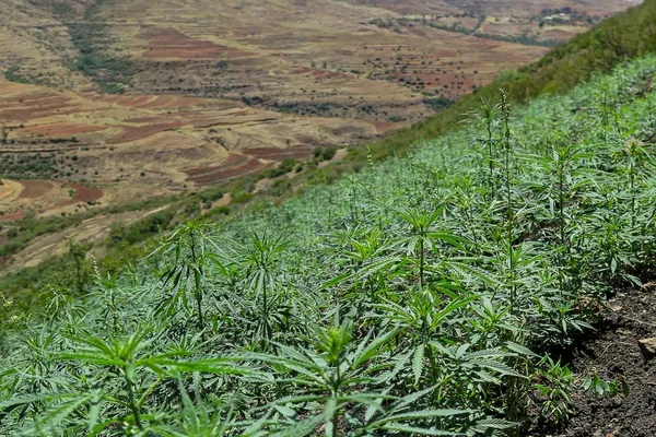 Cannabis plants growing on a steep hillside overlooking the rugged mountains and agricultural valleys of Lesotho.