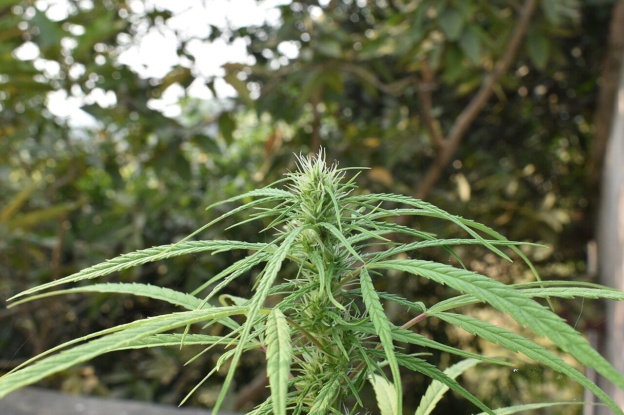 A tall cannabis plant growing in India
