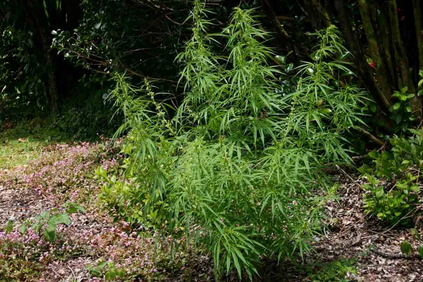 Cannabis plant growing naturally among garden vegetation in the Vumba Mountains, Zimbabwe.