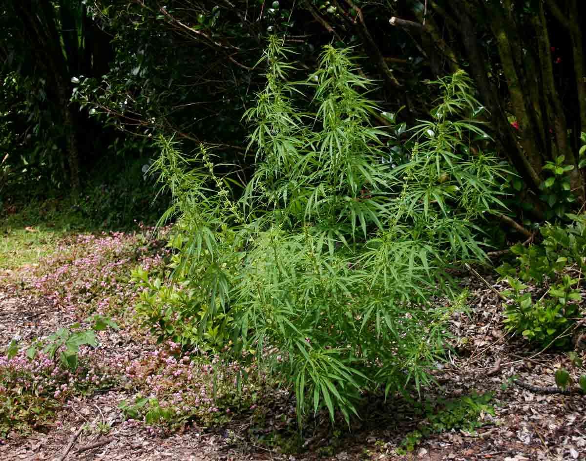 Cannabis plant growing naturally among garden vegetation in the Vumba Mountains, Zimbabwe.