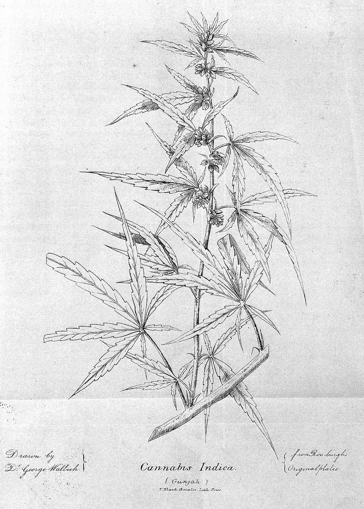 A botanical drawing of a cannabis plant, labelled Cannabis Indica (Gunjah)