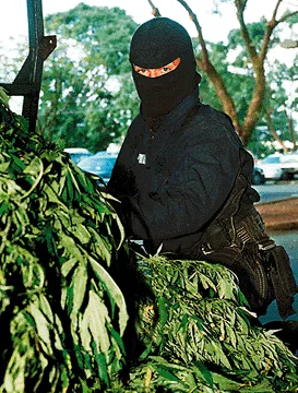 Archival photograph of a masked Hilo police officer unloading confiscated cannabis plants from a truck in Hawaiʻi, published in 1996.