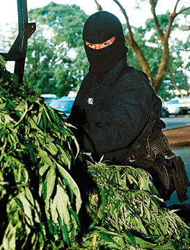 Archival photograph of a masked Hilo police officer unloading confiscated cannabis plants from a truck in Hawaiʻi, published in 1996.