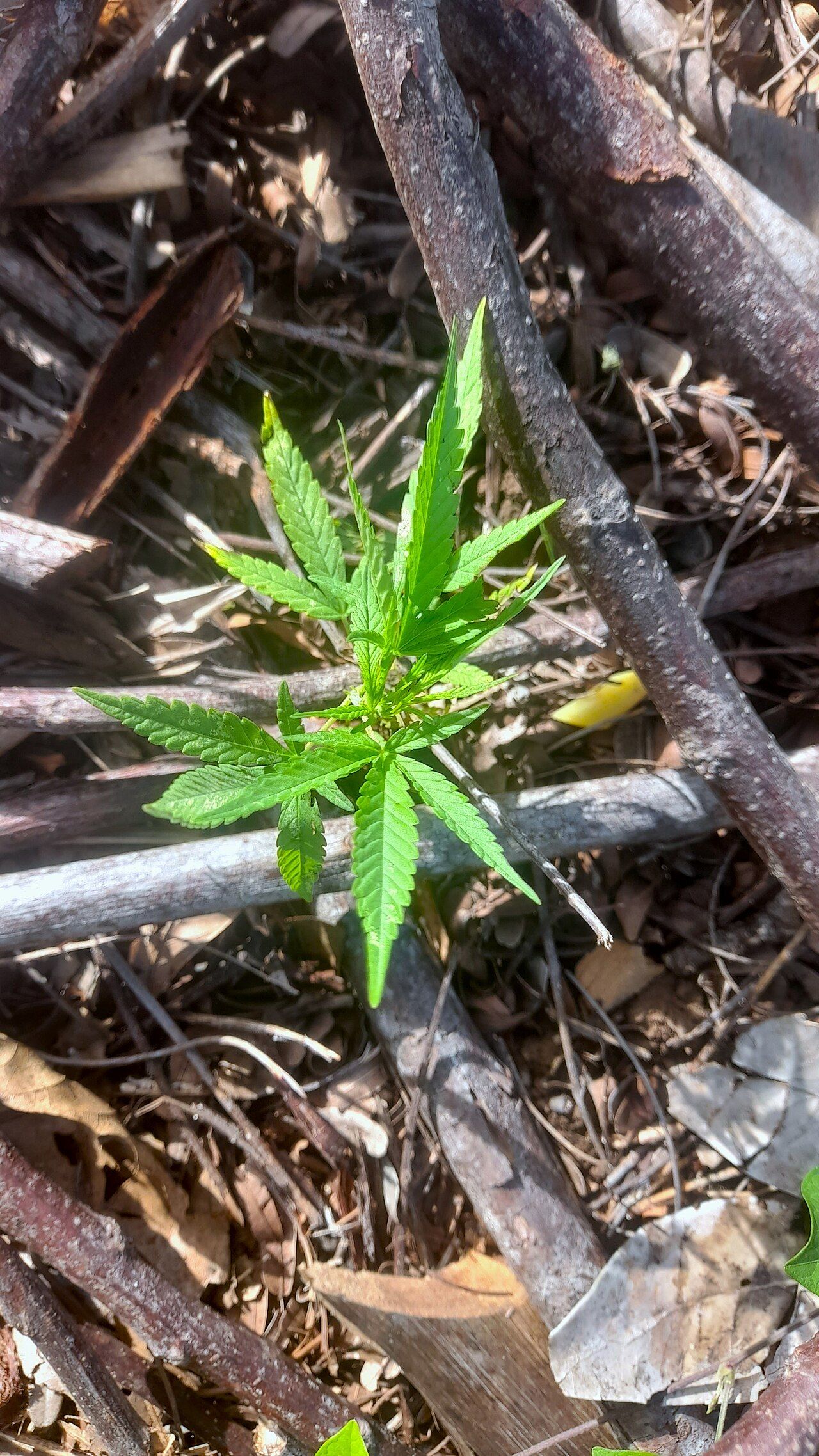 A young cannabis plant with bright green serrated leaves growing among dry sticks and fallen leaves.