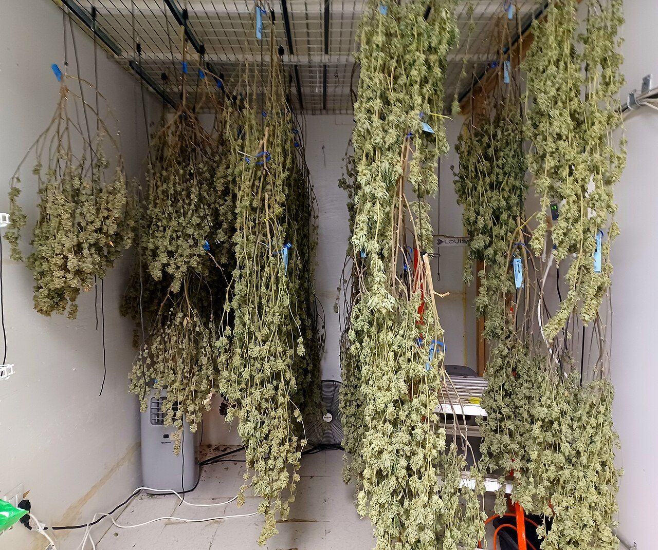 Harvested cannabis plants hanging upside down from lines in a drying room