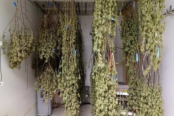 Harvested cannabis plants hanging upside down from lines in a drying room