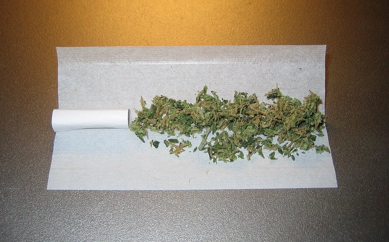 A rolling paper laid flat with a filter and ground cannabis on it