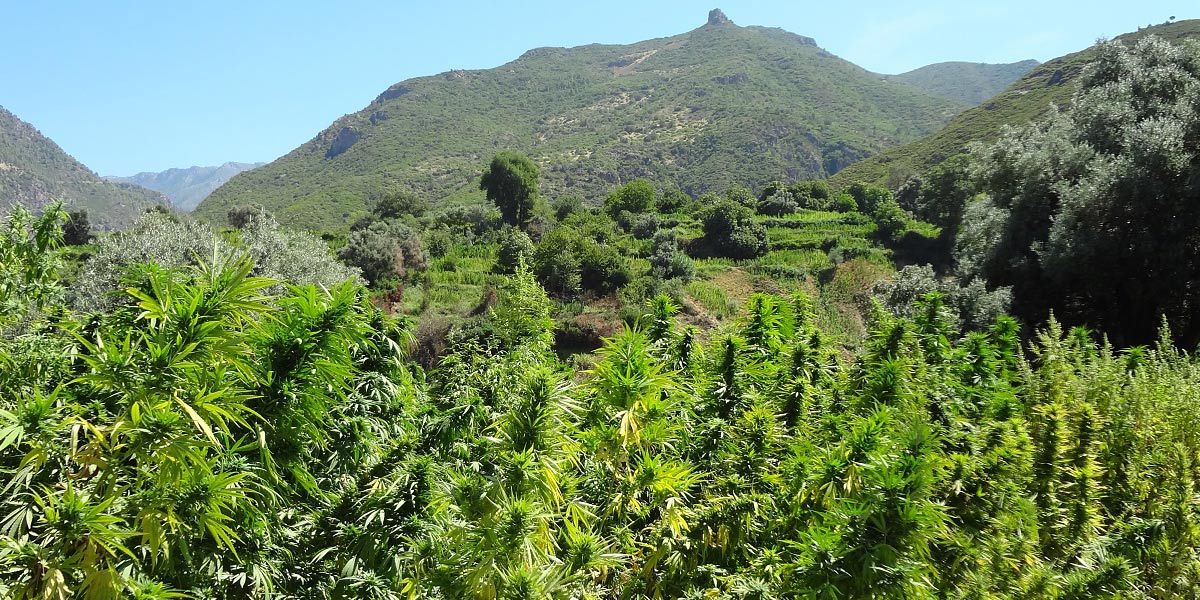 Cannabis growing outdoors below the green mountainous landscape of Réunion Island.