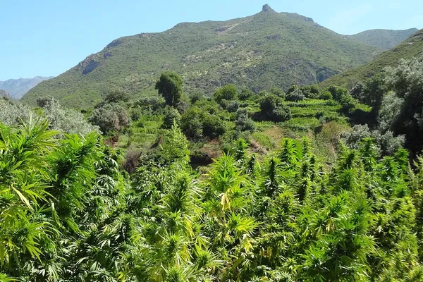 Cannabis growing outdoors below the green mountainous landscape of Réunion Island.